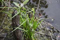 Carex pseudocyperus
