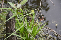 Carex pseudocyperus