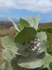 Calotropis procera