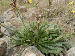 Launaea picridioides