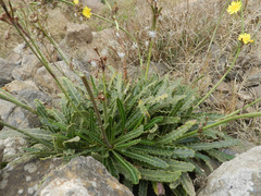Launaea picridioides