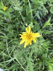 Microseris nutans