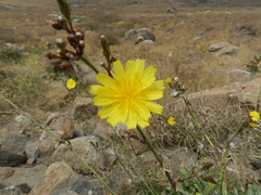 Launaea picridioides