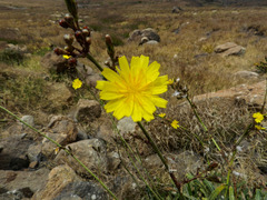 Launaea picridioides