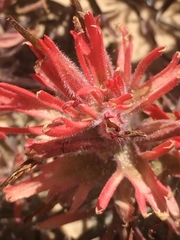 Castilleja scabrida scabrida