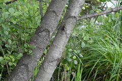 Alnus glutinosa