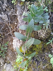 Lamourouxia rhinanthifolia