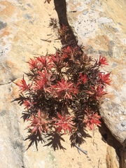 Castilleja scabrida scabrida
