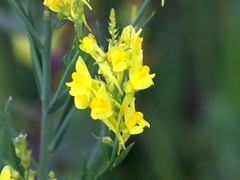 Linaria angustissima