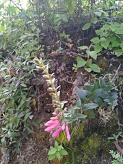 Lamourouxia rhinanthifolia