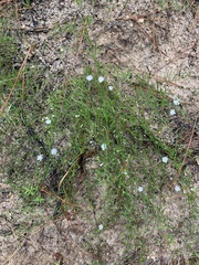 Stylisma pickeringii