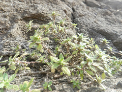 Forsskaolea procridifolia