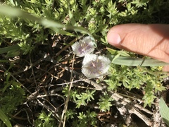 Calochortus tolmiei