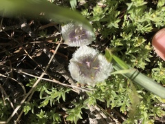 Calochortus tolmiei