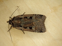 Parabagrotis exsertistigma