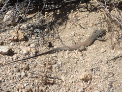 Aspidoscelis tigris tigris