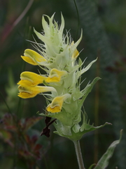 Melampyrum barbatum