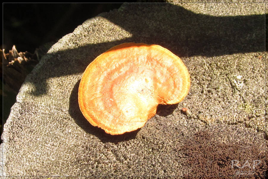 Trametes sanguinea · January 2017 · photo: © r-a-p (iNaturalist, cc-by)