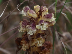 Orobanche reticulata