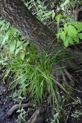 Carex elongata
