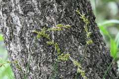 Carex elongata