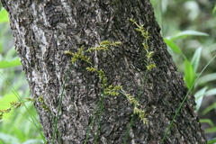 Carex elongata