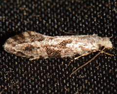 Nemapogon auropulvella