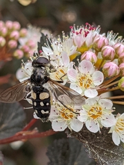 Sericomyia lata