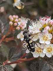 Sericomyia lata