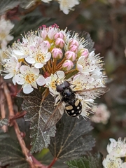 Sericomyia lata