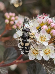Sericomyia lata