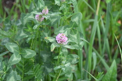 Trifolium pratense