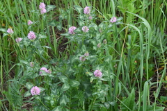 Trifolium pratense