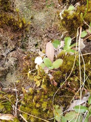 Gentianella grisebachii