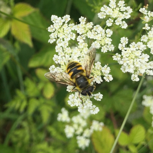 Photo of Yellow-haired Sun Fly (Myathropa florea)