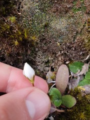 Gentianella grisebachii