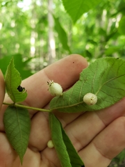 Phylloxera caryaegummosa