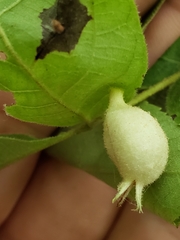 Phylloxera caryaegummosa