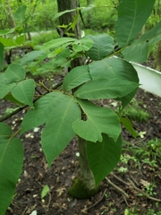 Phylloxera caryaegummosa