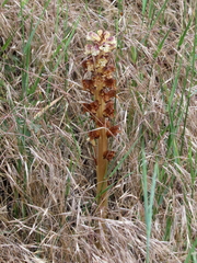 Orobanche reticulata