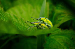 Chlorophanus viridis