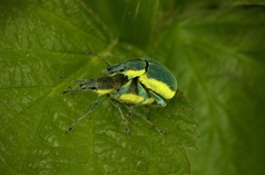 Chlorophanus viridis