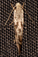 Nemapogon auropulvella