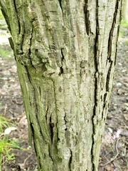 Phylloxera caryaegummosa