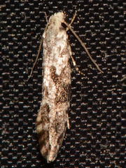 Nemapogon auropulvella