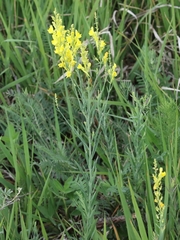 Linaria angustissima