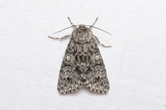 Acronicta megacephala