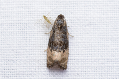 Apotomis betuletana