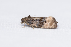 Apotomis betuletana
