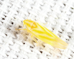 Erythridula parsonsi